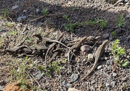 Crías de lagarto gigante.