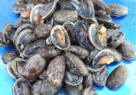Almejas canarias.