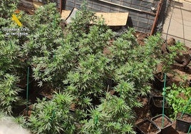 Imagen de los cultivos de marihuana en la finca.