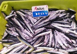 Antxoas como pipas