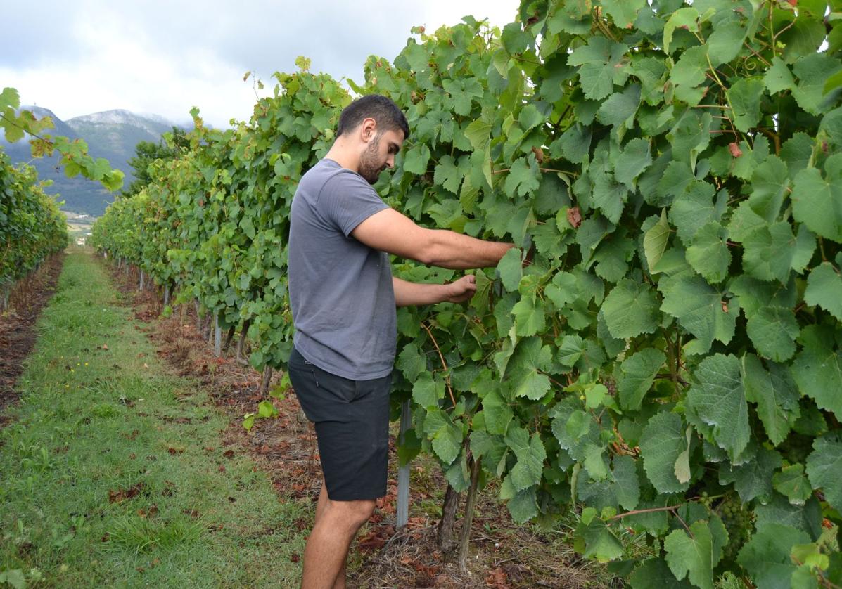 Arabako Txakolina permite las uvas pinot noir y cabernet franc en su producción