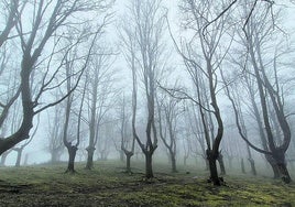 El bosque cobra un encanto especial en las primeras horas del día.