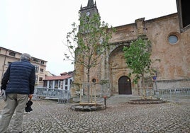 Un hombre observa los dos nuevos castaños que ocupan ya la plaza del Corro Campíos de Comillas.