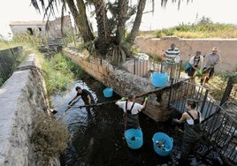 Voluntarios durante la limpieza del cauce del azarbe Mayor que rodea el molino.