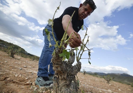Un agricultor comprueba los daños en sus viñedos.