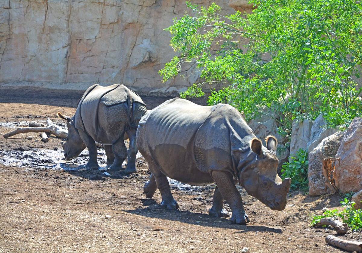 Terra Natura alerta de la presión de la caza furtiva sobre los rinocerontes