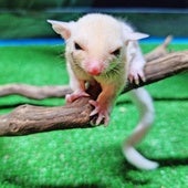 Petauros del azúcar, la especie que nace por primera vez en Terra Natura Benidorm